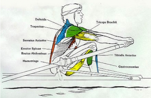 First Degree Fitness First Degree Vortex VX1 Commercial Rower