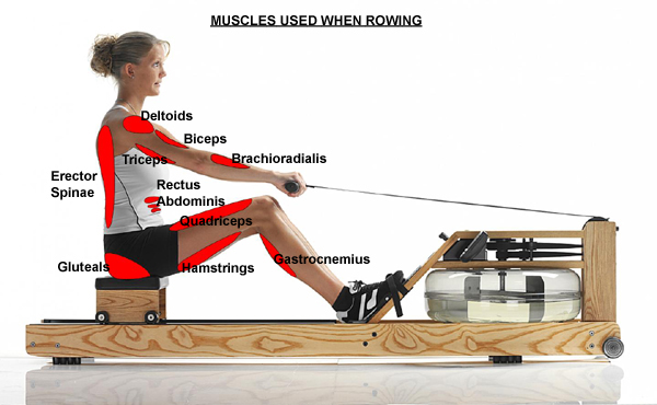 FitnessZone: Rowing Machines